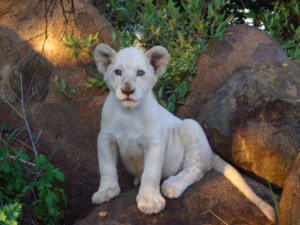 little white lion